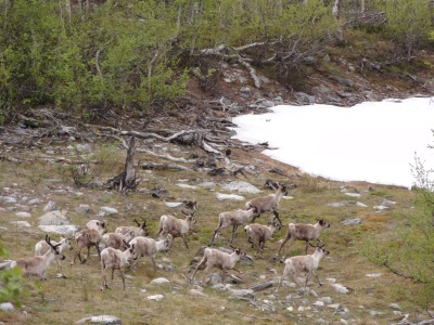 La Norvège ne manque pas de rennes, on en croise très frequemment.